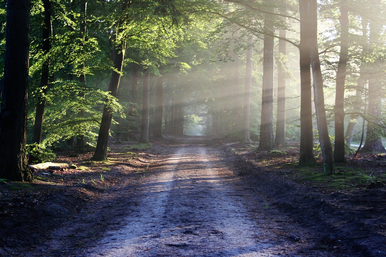 Sunlight streaming through a forest path — the journey forward
